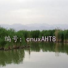 仯